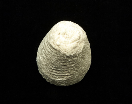 Tapered Muslin Bell Buff